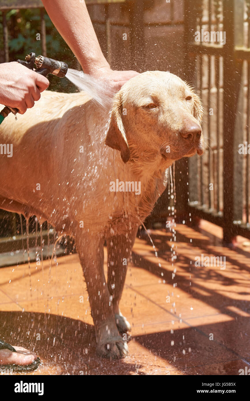 Mann Waschen Labrador Hund auf Hausgarten auf sonnigen Tag Stockfoto