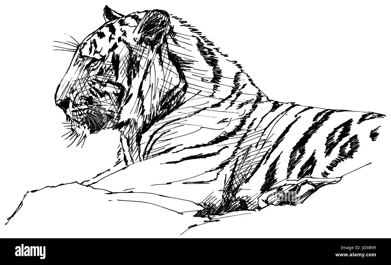 Vektor-Illustration von einem Tiger im Dschungel Stock Vektor