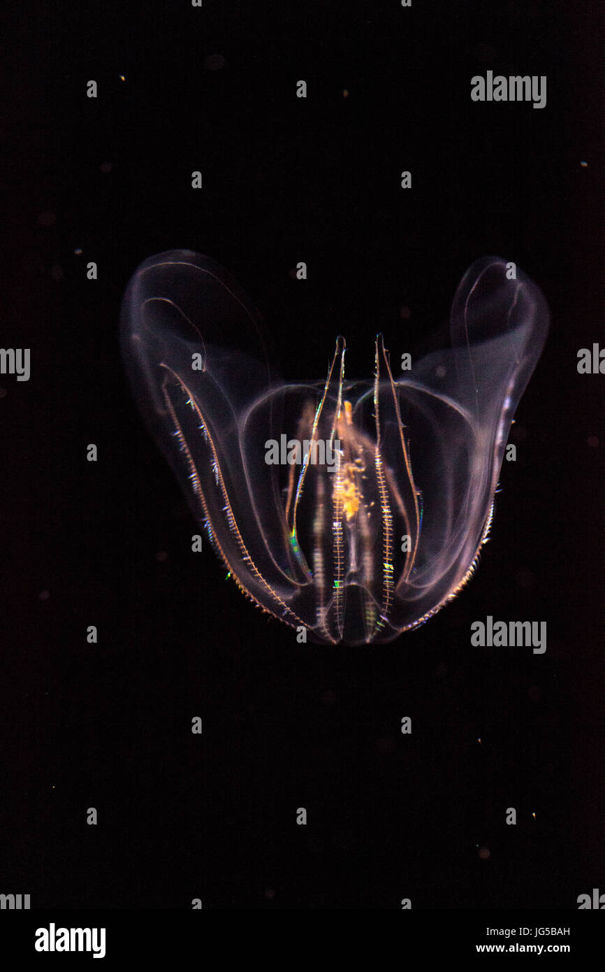 Comb Jelly Phylum Ctenophora nicht bereits Nesselzellen und haben ein einfacheres reproduktive System als die meisten Gelees. Stockfoto