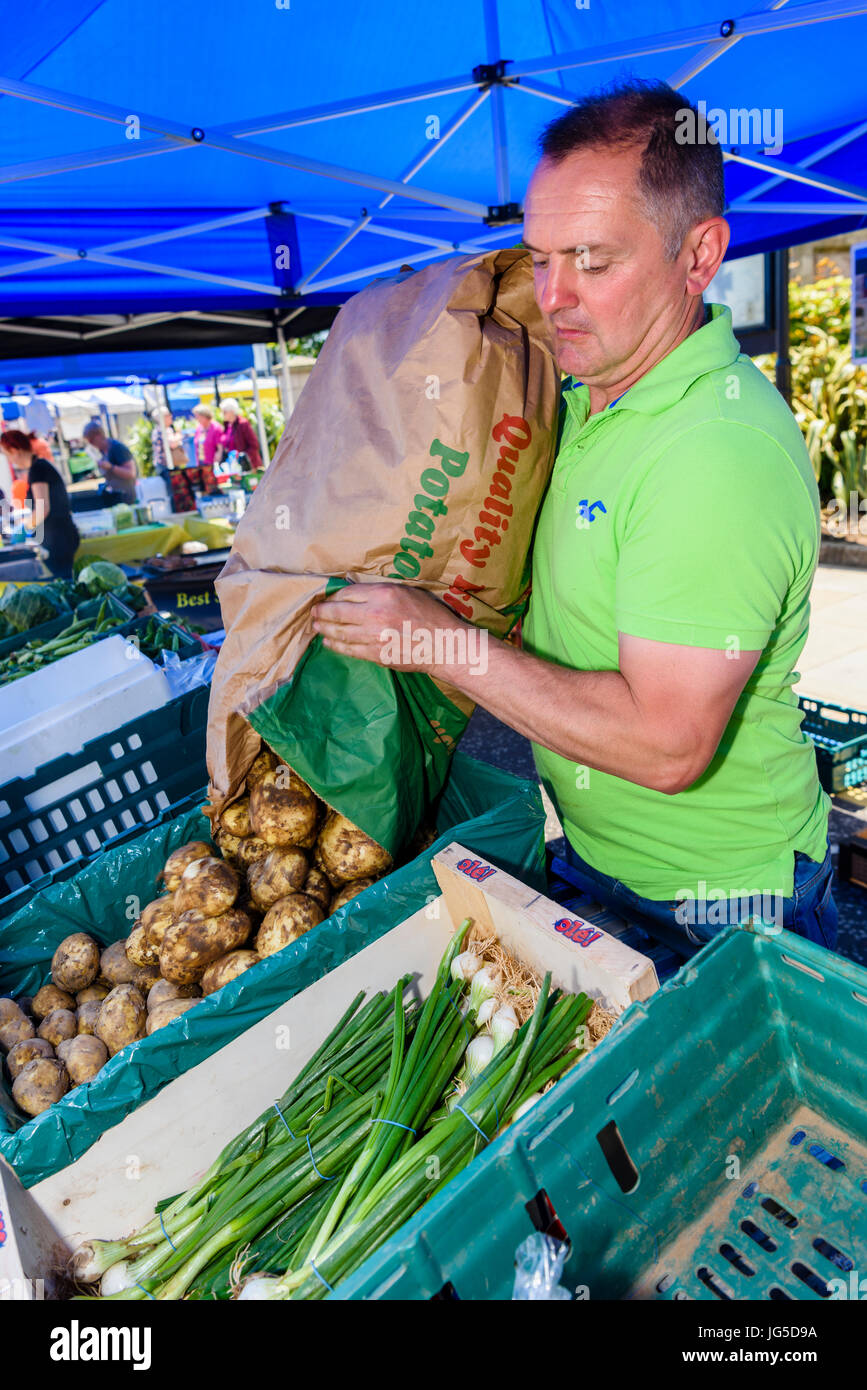 Ladenbesitzer gießt "Neuen Comber" Kartoffeln, die erste Ernte des Jahres aus einem Beutel auf seinem Stall in Comber im Rahmen des jährlichen Festivals der Kartoffel. Stockfoto