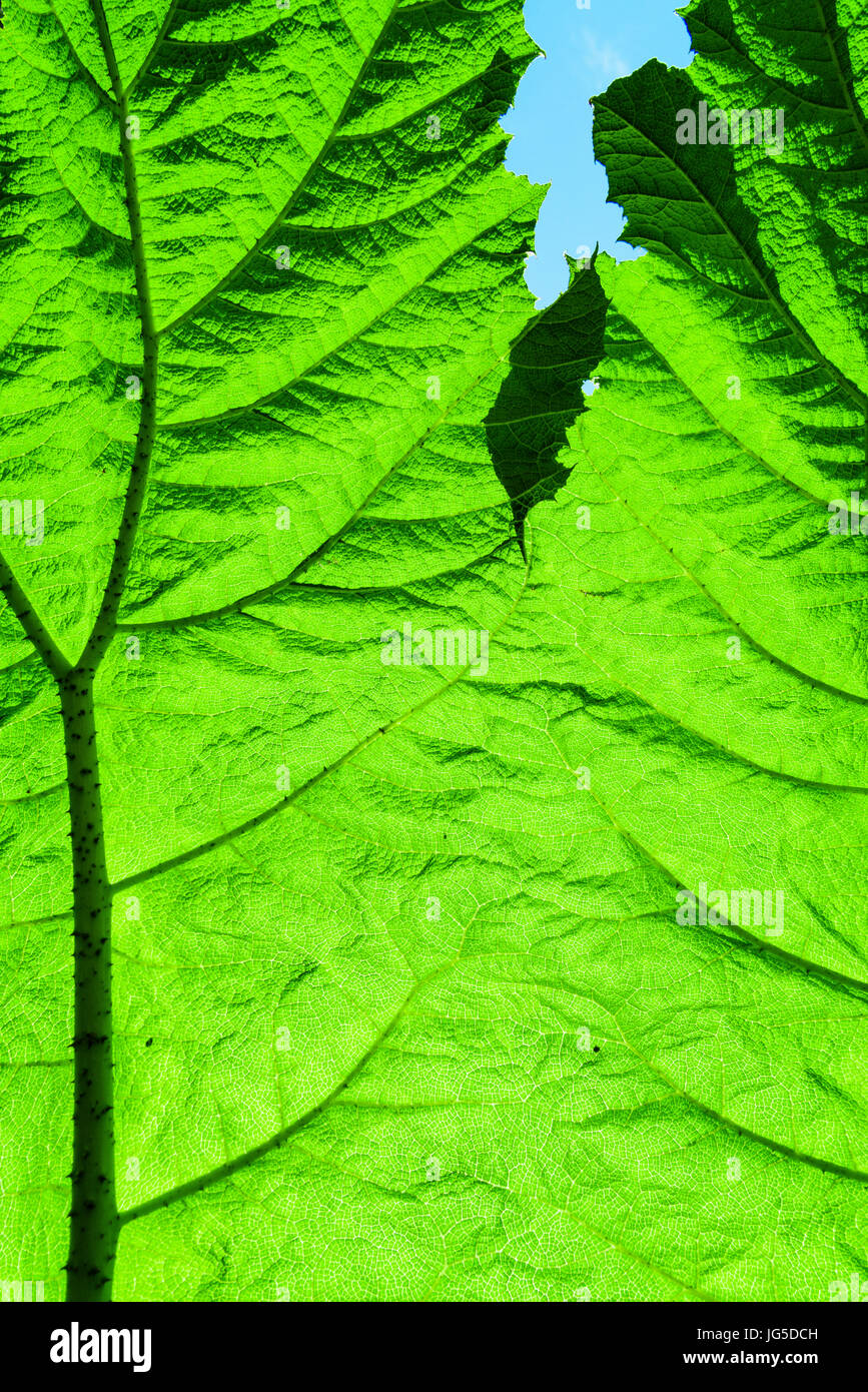 Sonnenlicht scheint durch die riesige Blatt einer Pflanze Gunnera. Stockfoto