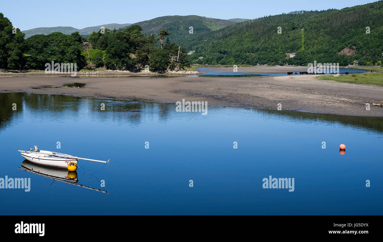 Welsh Black Rinder weiden inmitten der Schönheit des Mawddach Mündung, Ortszentrum, Gwynedd, Wales, UK Stockfoto