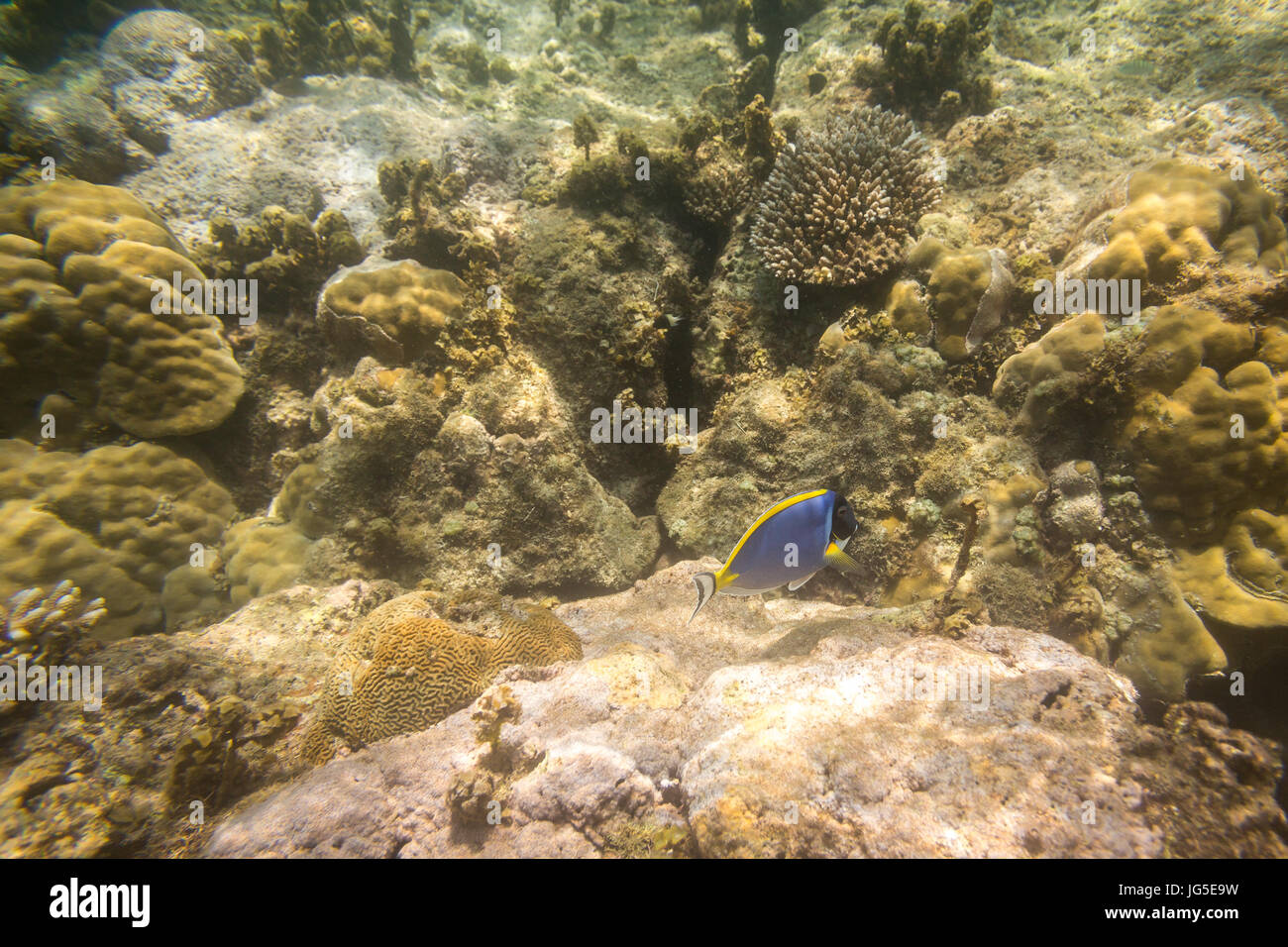 Blaue Fische am Korallenriff im Indischen Ozean, Kenia Stockfoto