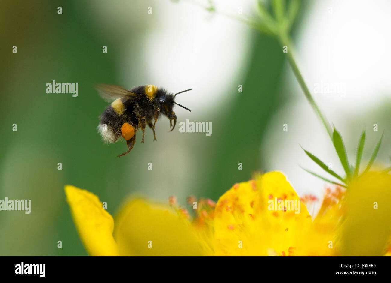 Hummel, sammeln von Nektar und Pollen Sacs Stockfoto