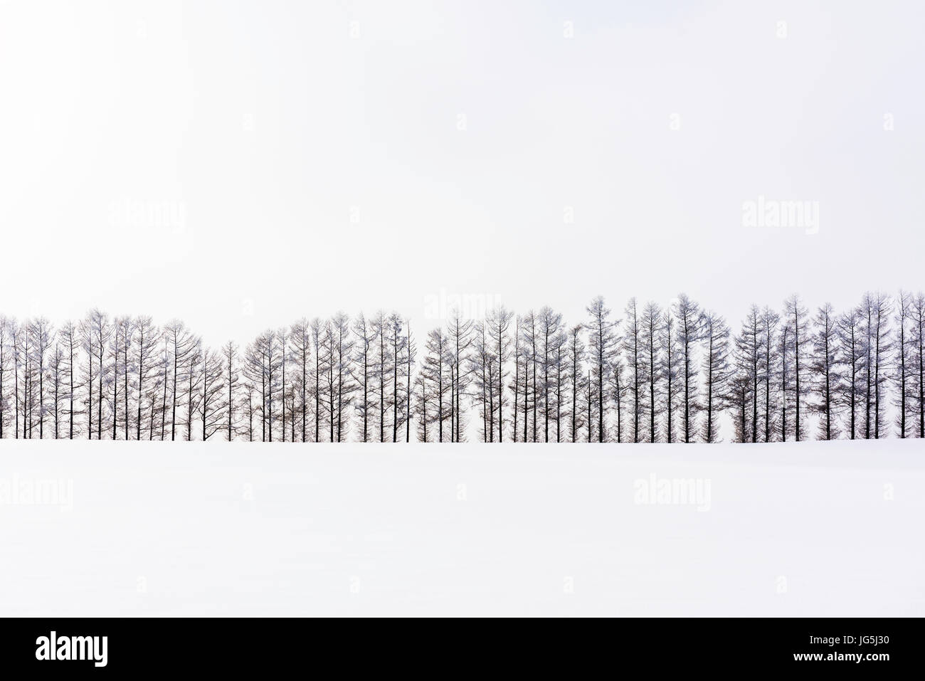 Biei, Hokkaido, Japan Landschaft im Winter. Stockfoto
