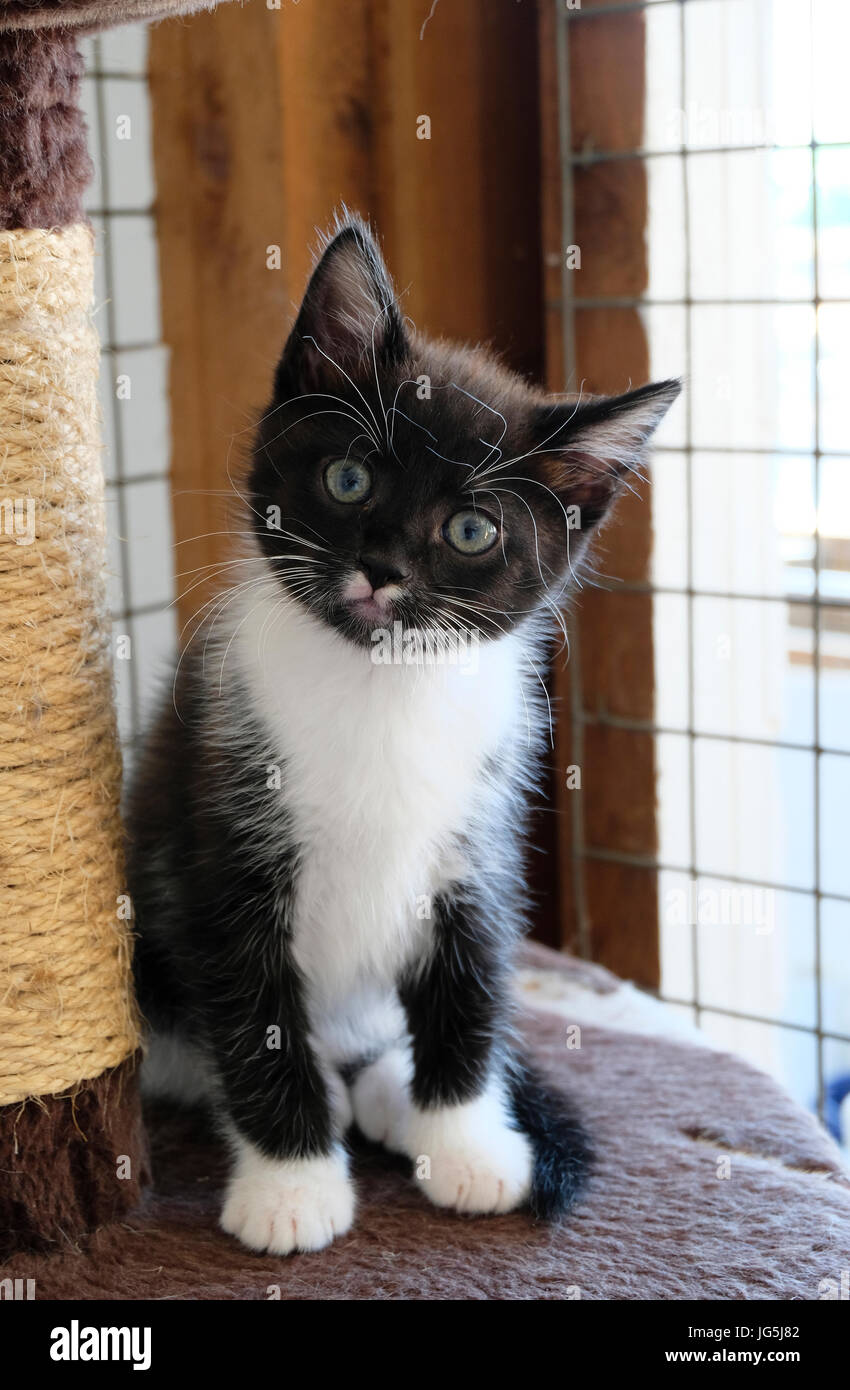 Junge schwarz-weisse Katze in Britischen Animal Sanctuary Verabschiedung anstehenden Stockfoto