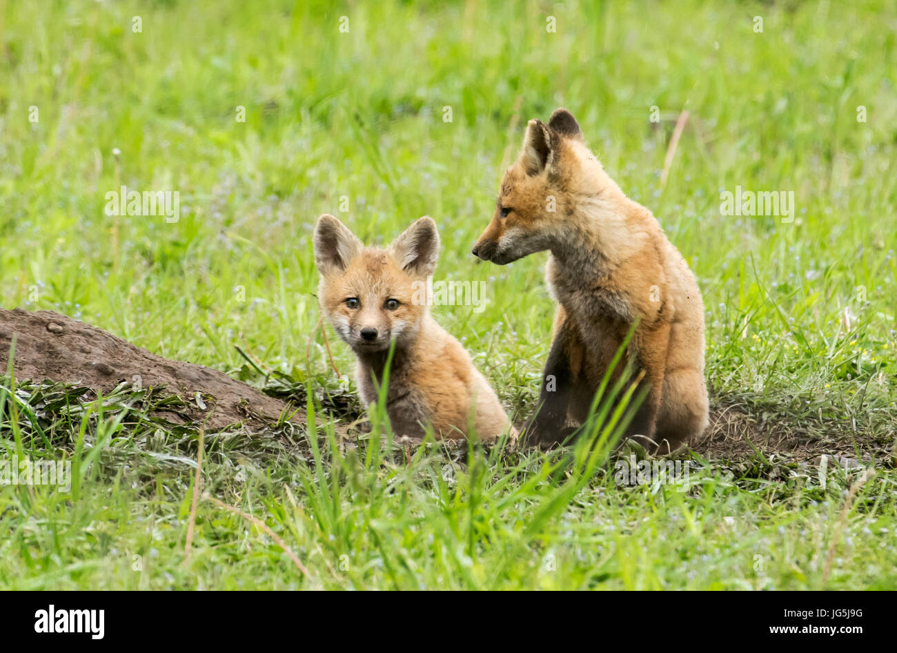 Rotfuchs Welpen bei Höhle, Alaska, Spring Stockfoto