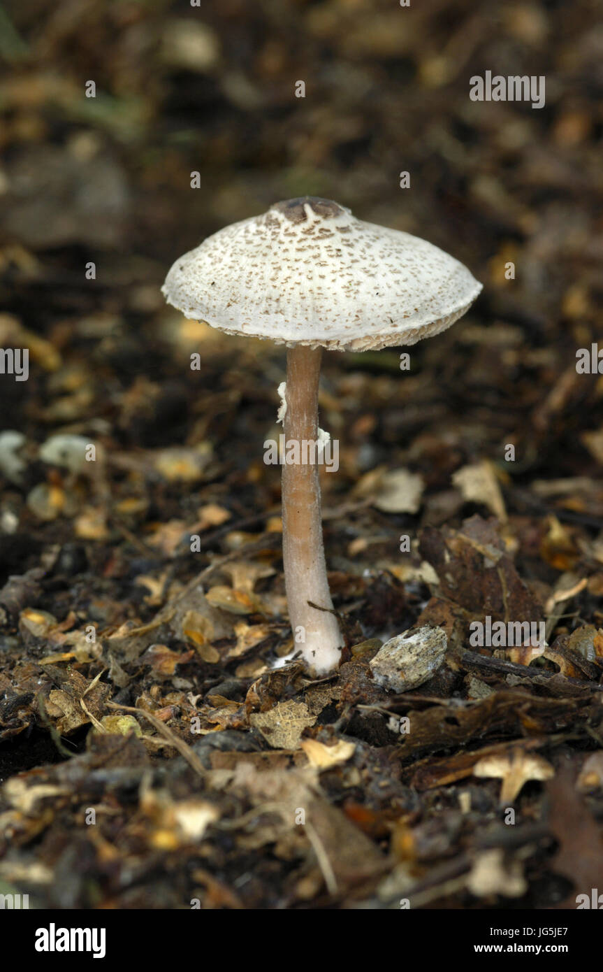Katze Dapperling Pilz - Riesenschirmling felina Stockfoto