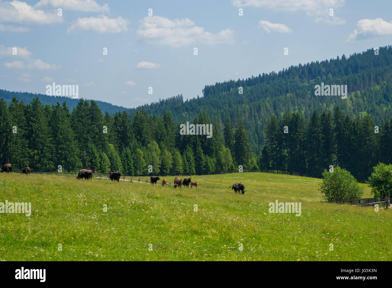 Tiergehege im Nationalpark Bayerischer Wald Stockfoto