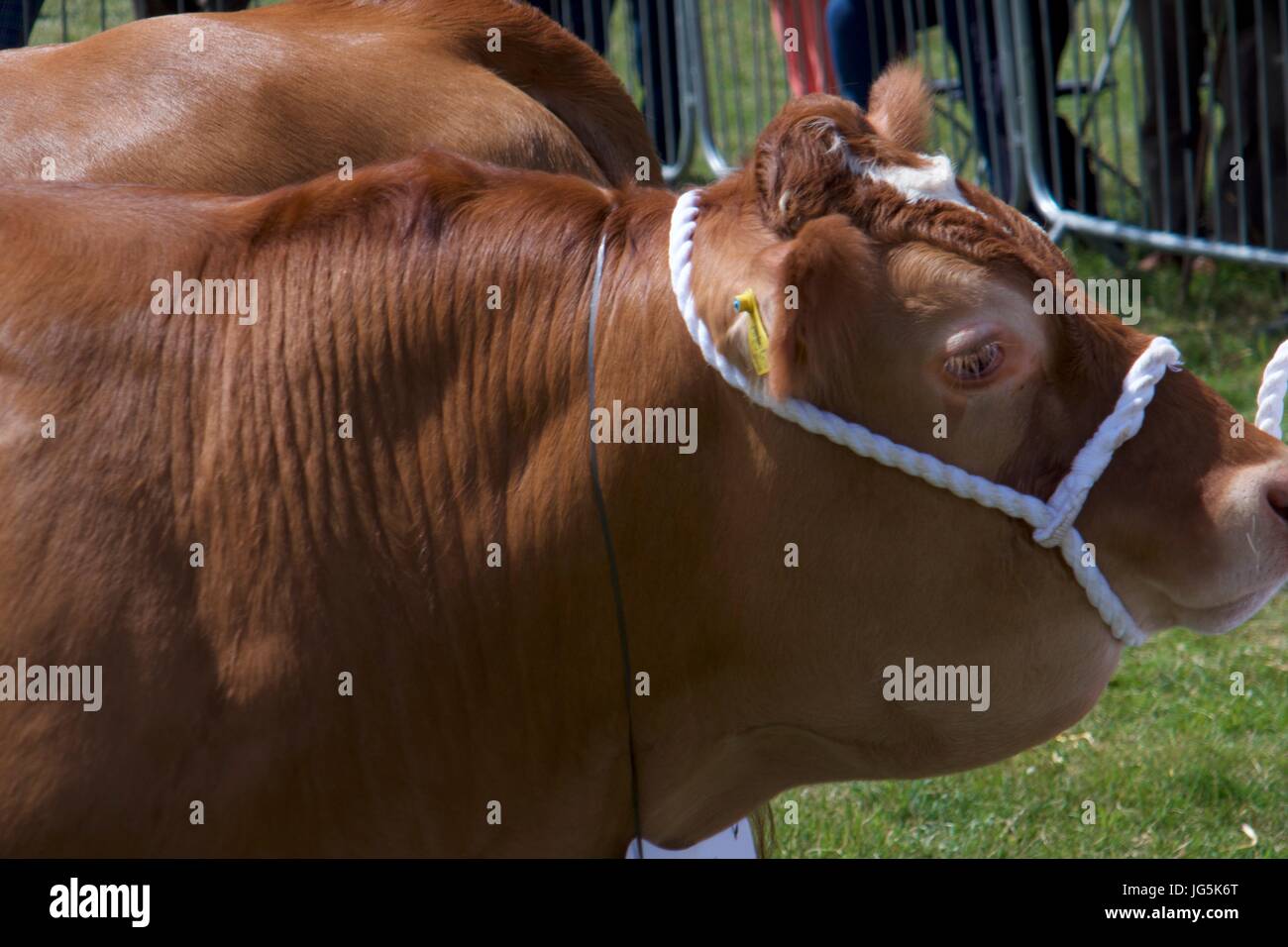 Kastanien Stier bei Malton Show, Malton, North Yorkshire, UK Stockfoto