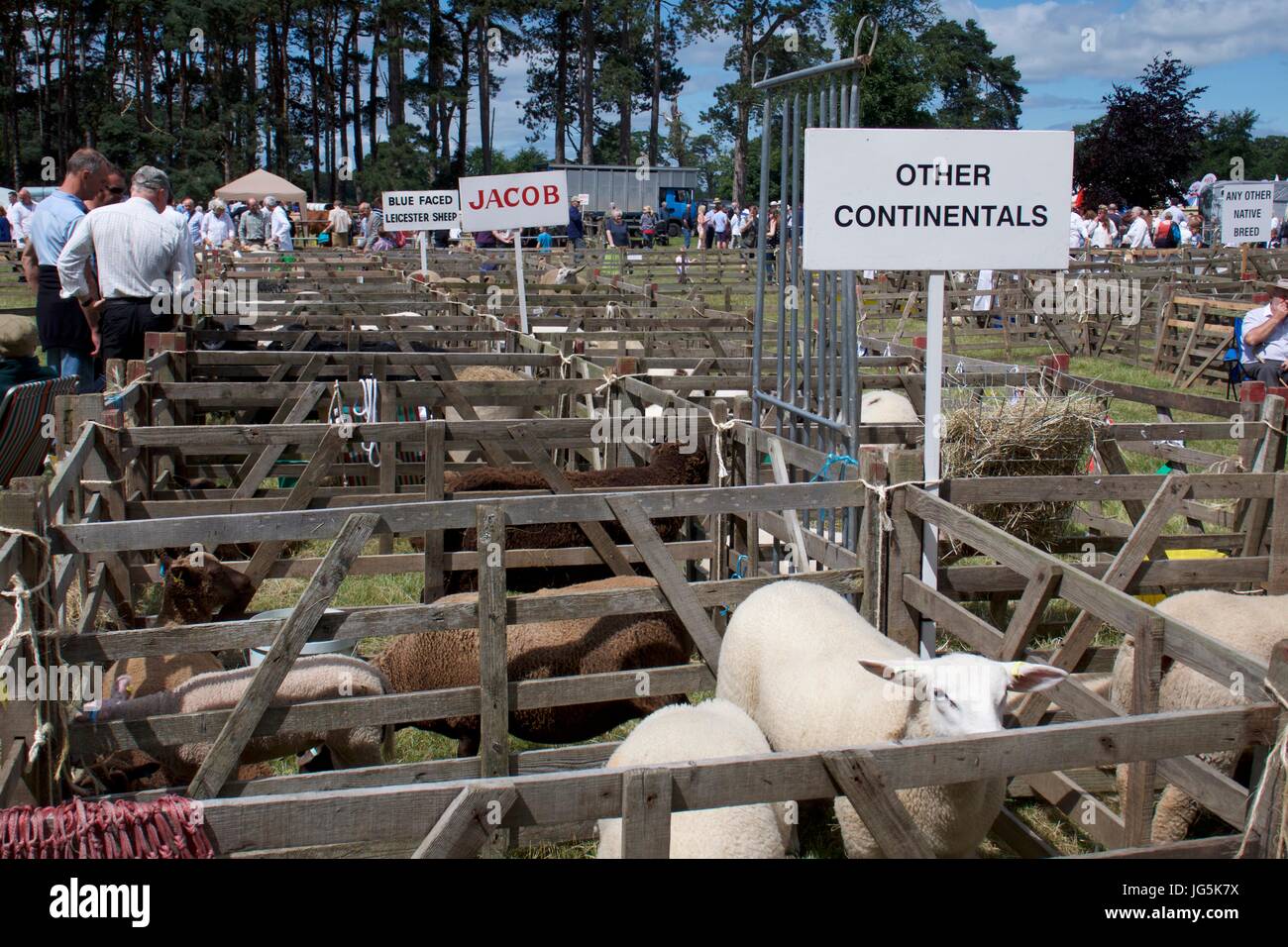 Schafe in Schafställe bei Malton Show, Malton, North Yorkshire, UK Stockfoto
