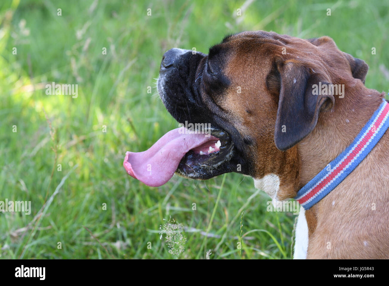 Haustier Boxer Hund Verlegung auf dem Rasen an einem heißen Tag Stockfoto