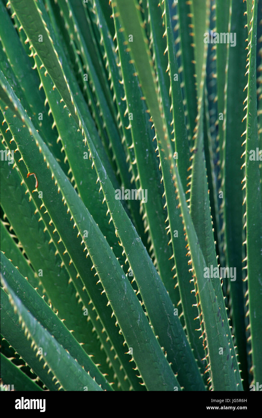 Sotol am letzten Chance Gulch, Lincoln National Forest, New Mexico Stockfoto