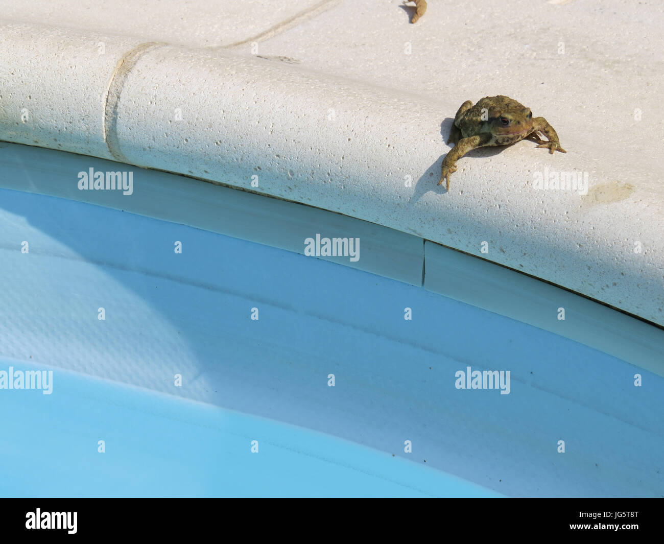 Frosch am Rande eines Swimmingpools Stockfoto