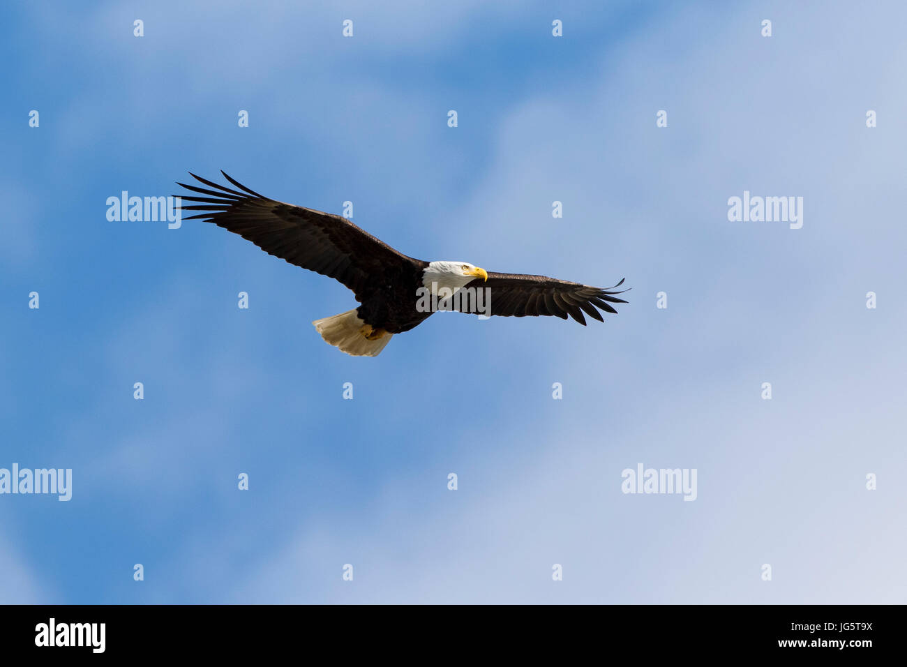 Adler im Flug. Port Townsend, Washington. Stockfoto