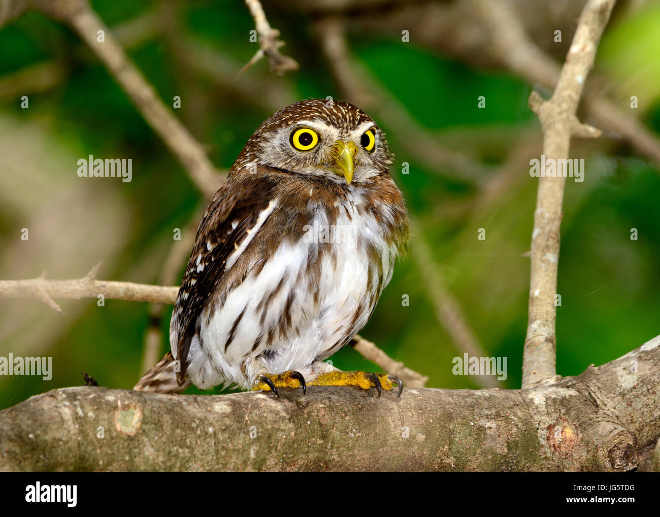 Eisenhaltige Pygmäen-Eule (Glaucidium Brasilianum) thront auf Zweig, Krallen zeigen. Stockfoto