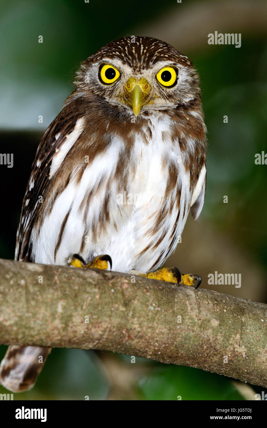 Eisenhaltige Pygmäen-Eule (Glaucidium Brasilianum) thront auf Zweig, Stockfoto