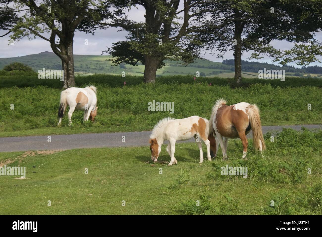 Wilden Dartmoor Ponys grasen am Straßenrand im Dartmoor National Park Stockfoto