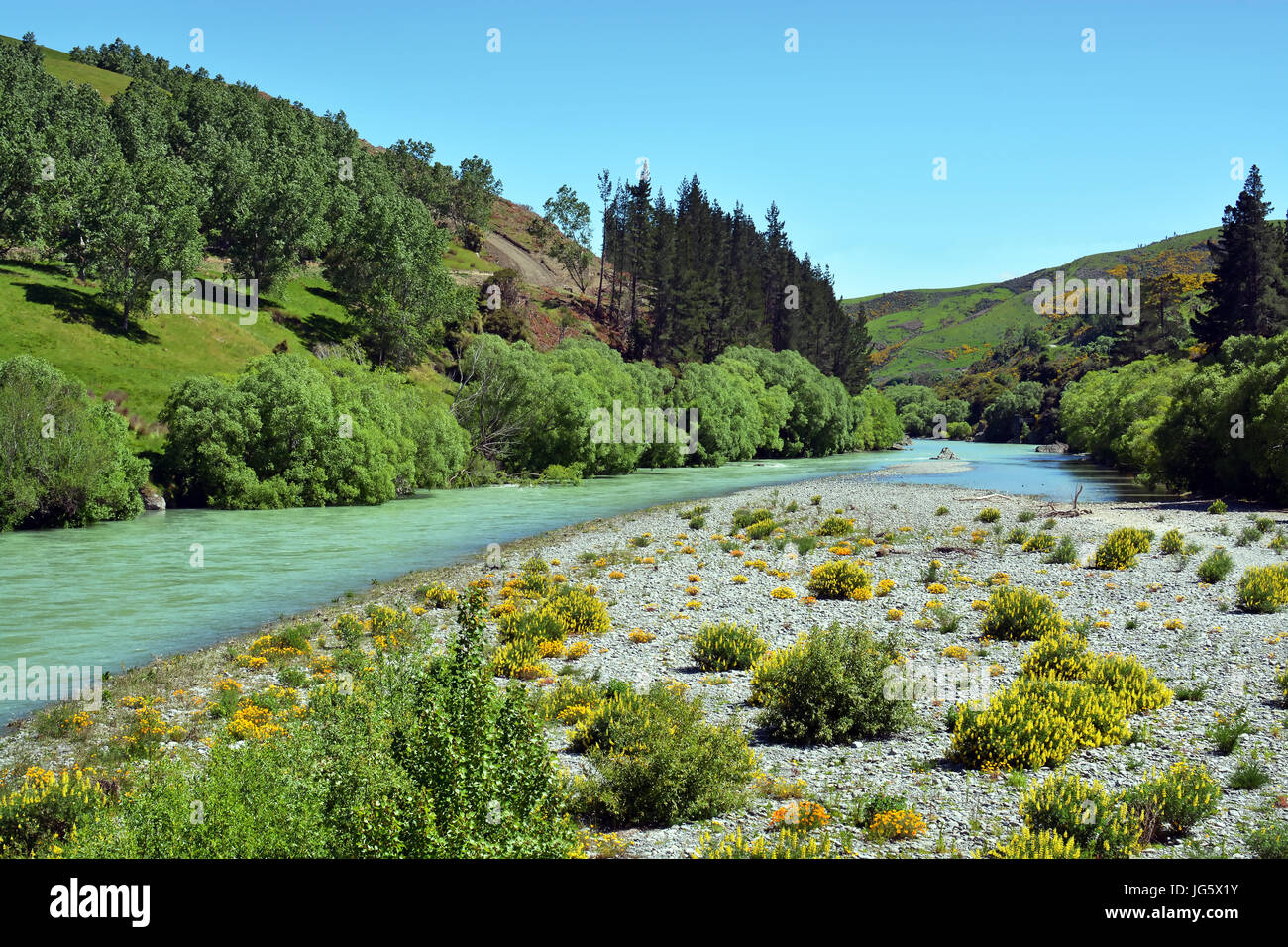 Hurunui River im Frühjahr, Canterbury, Neuseeland. Im Vordergrund steht das Flussbett zusammen mit wilden Lupinen Blumen. Stockfoto