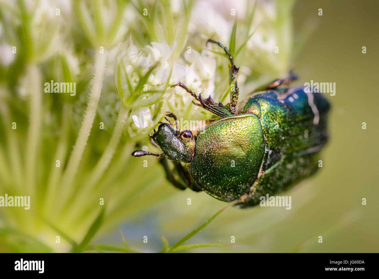 Cetonia Aurata, auch bekannt als Rose Chafer oder grüne Rose Chafer, auf einer Daucus Carota Blume, unter der warmen Sommersonne in Kiew, Ukraine Stockfoto