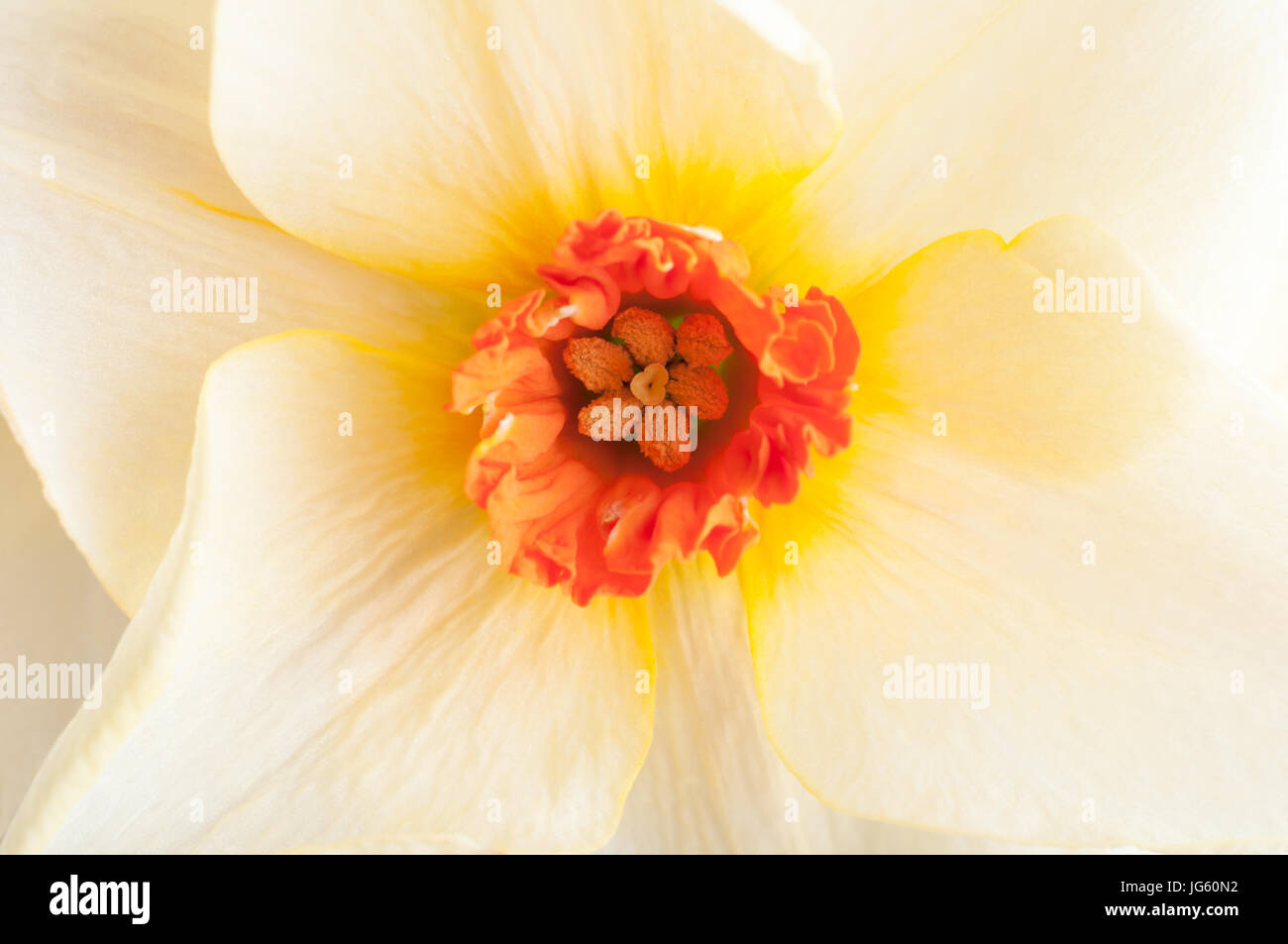 Nahaufnahme (Makroaufnahme) einer Narzisse (Osterglocke) in voller Blüte.  Blütenblätter Mischen von gelb in Richtung Creme mit Orange-roten Staubfäden und Trompete.  Landschaft Stockfoto