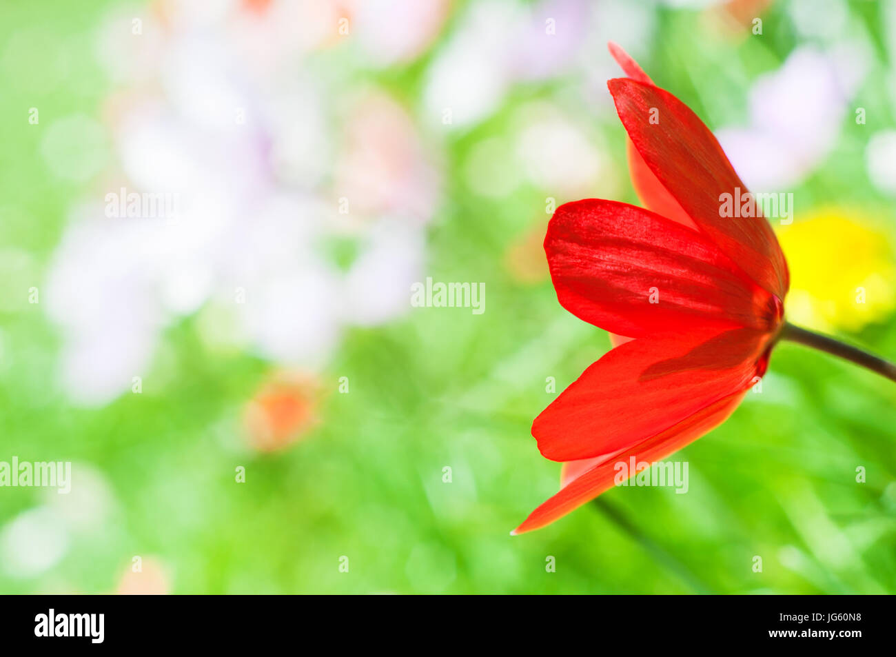 Eine helle rote Tulpe aus rechten Frame mit Schwerpunkt Erweichung in die hellen grünen Rasen und Frühlingsblumen dahinter erreichte Nahaufnahme Seitenansicht. Stockfoto