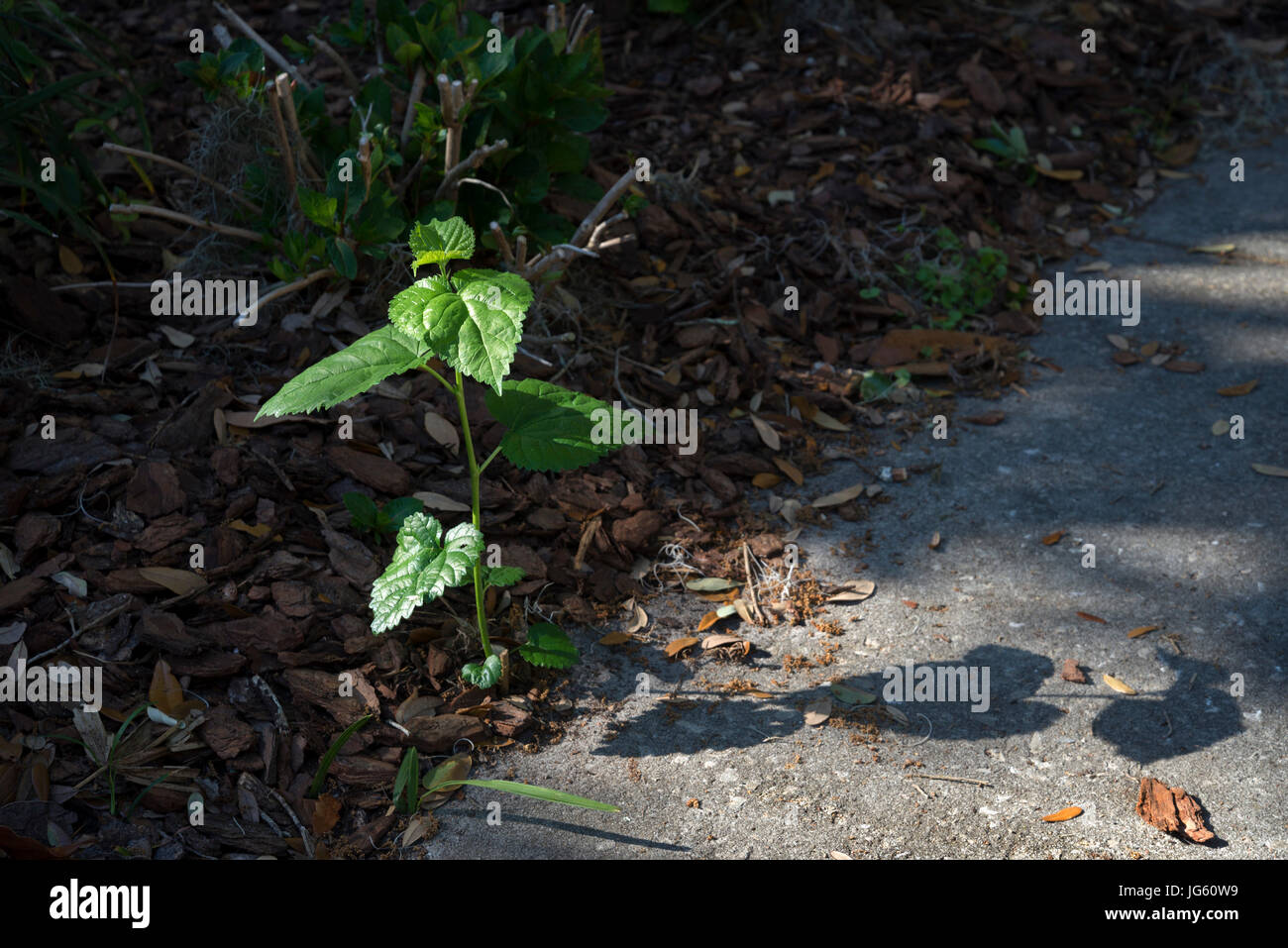 Grüne Pflanze sprießen aus Bürgersteig Stockfoto