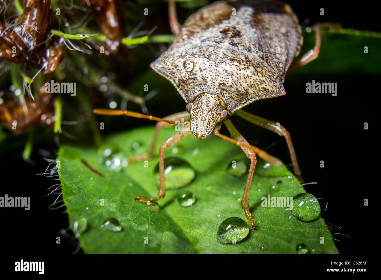 Ein Stink Bug ruht auf einem Blatt nach einem Niederschlag. Stockfoto