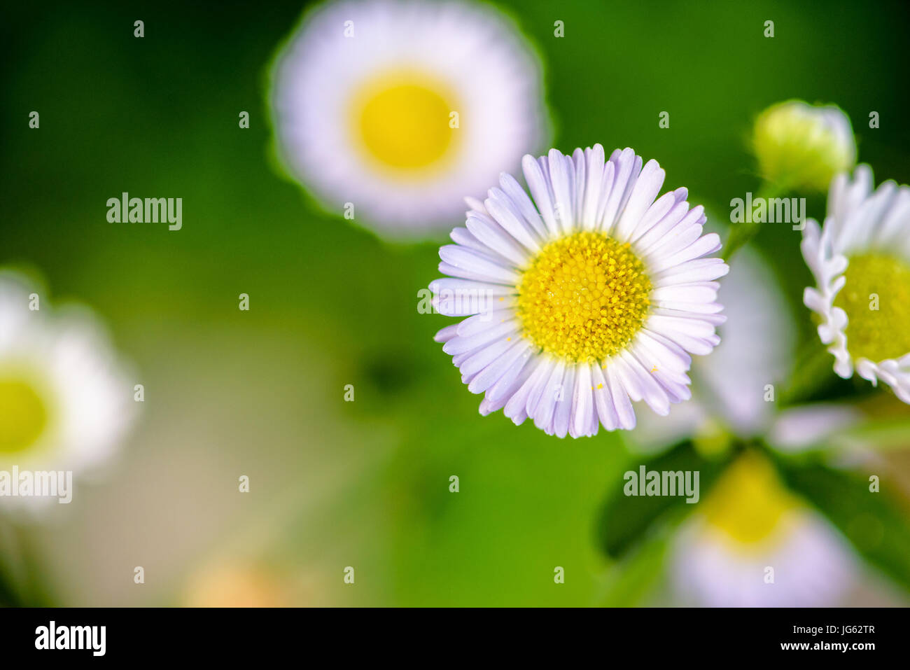 Closeup schöne kleine Blume mit gelben Pollen und weißes Blütenblatt von Bellis Perennis, gemeinsame Daisy, Lawn Daisy, Woundwort, Bruisewort oder Englisch Daisy Stockfoto