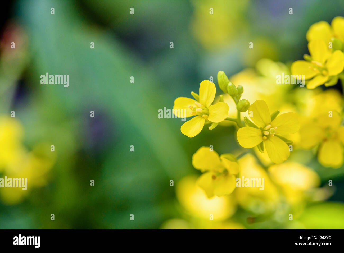 Closeup schöne kleine gelbe Blüten von Sinapis Arvensis, Wilder Senf, Brassica oder Ackersenf auf grünen Weichzeichnen Hintergrund Stockfoto