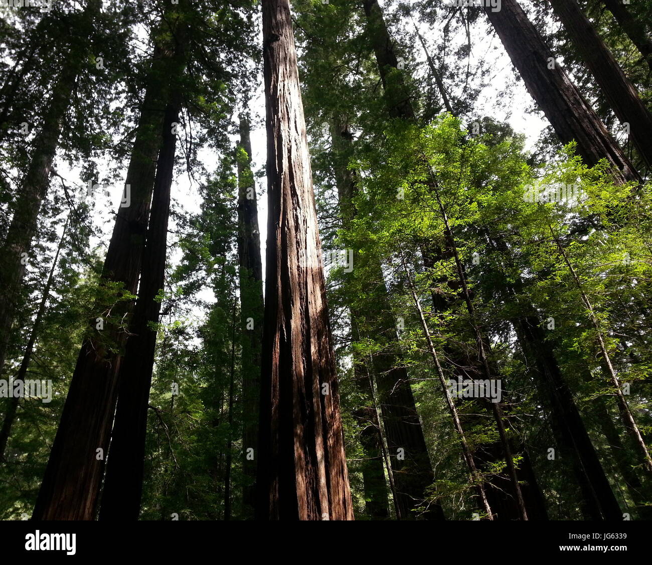 Herrlichen Redwoods Stockfoto