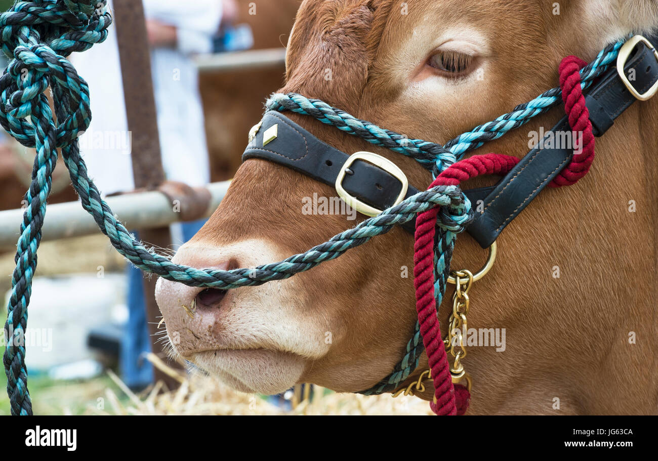 Limousin-Kuh am Hanbury Land zeigen, Worcestershire. UK Stockfoto