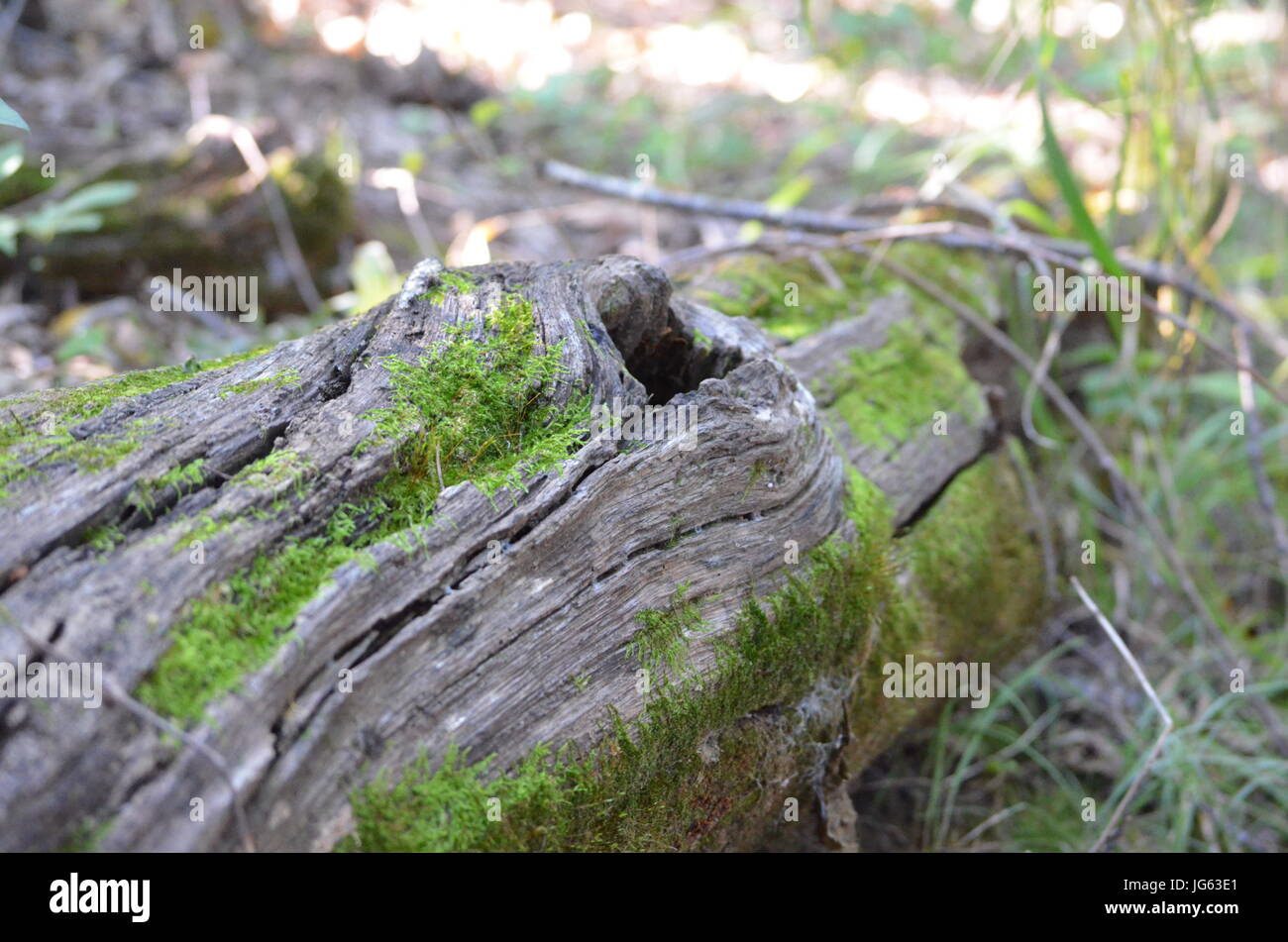 Wald-Ergebnisse - was war einmal ein Baum jetzt einen umgestürzten Baumstamm, Heimat von Moos und Insekten ist Stockfoto