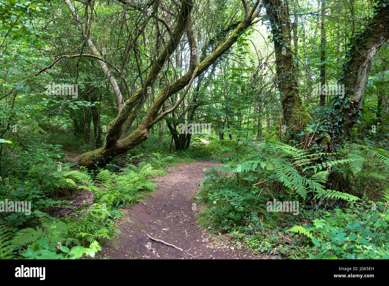 Foret de Broceliande Stockfoto