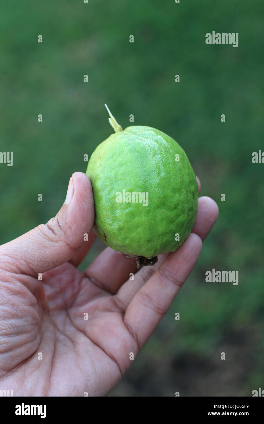 Nahaufnahme von Hause angebauten Guave guajava Stockfoto