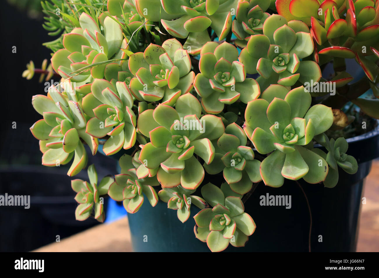 Aeonium Castello Paivae und Jade Pflanze wächst in einem Topf Stockfoto