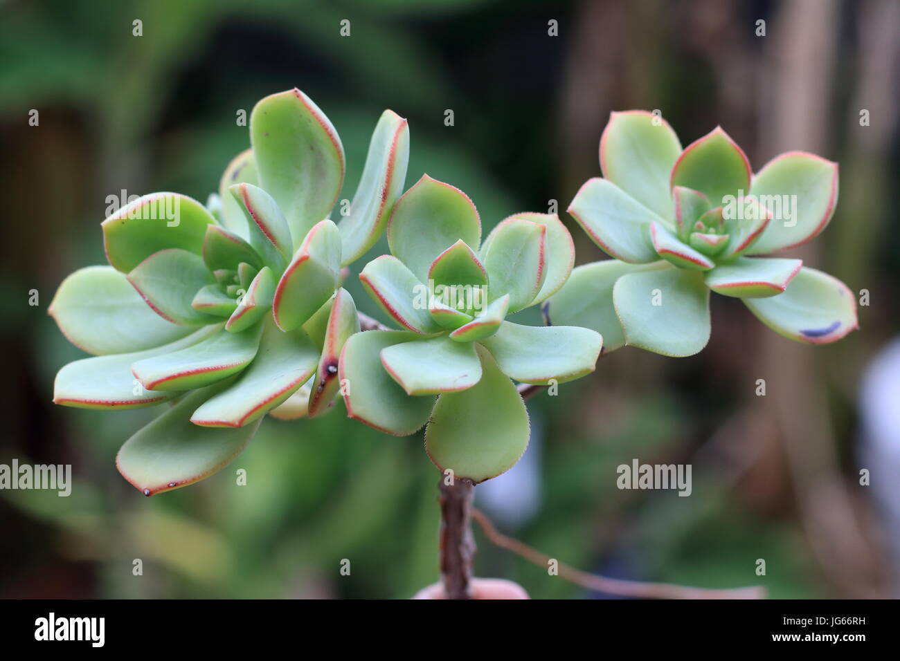 Aeonium Castello paivae Stockfoto