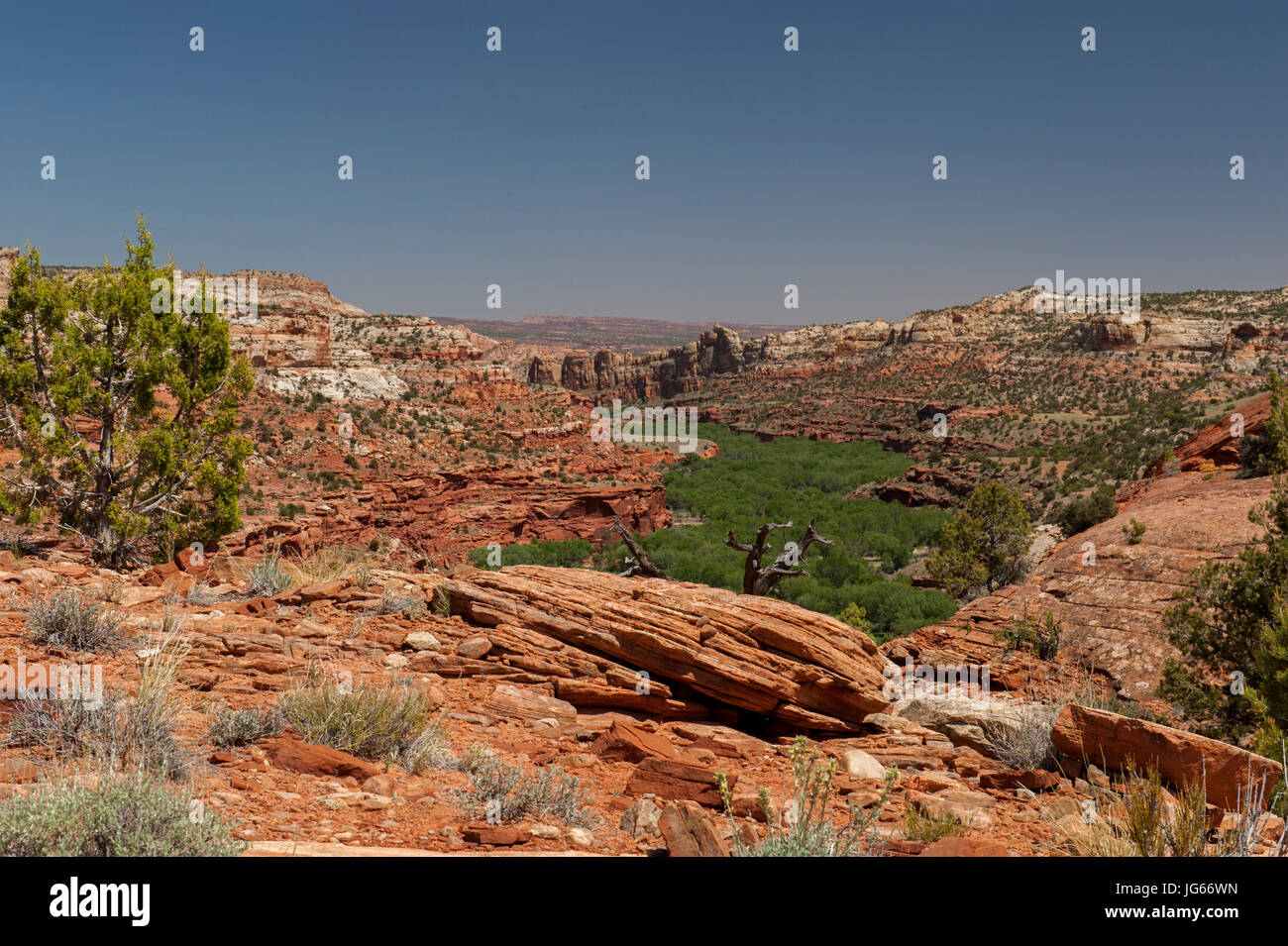 Escalante River ist eine Band von Grün in der trockenen Wüste des Grand Staircase-Escalante National Monument, Utah Stockfoto