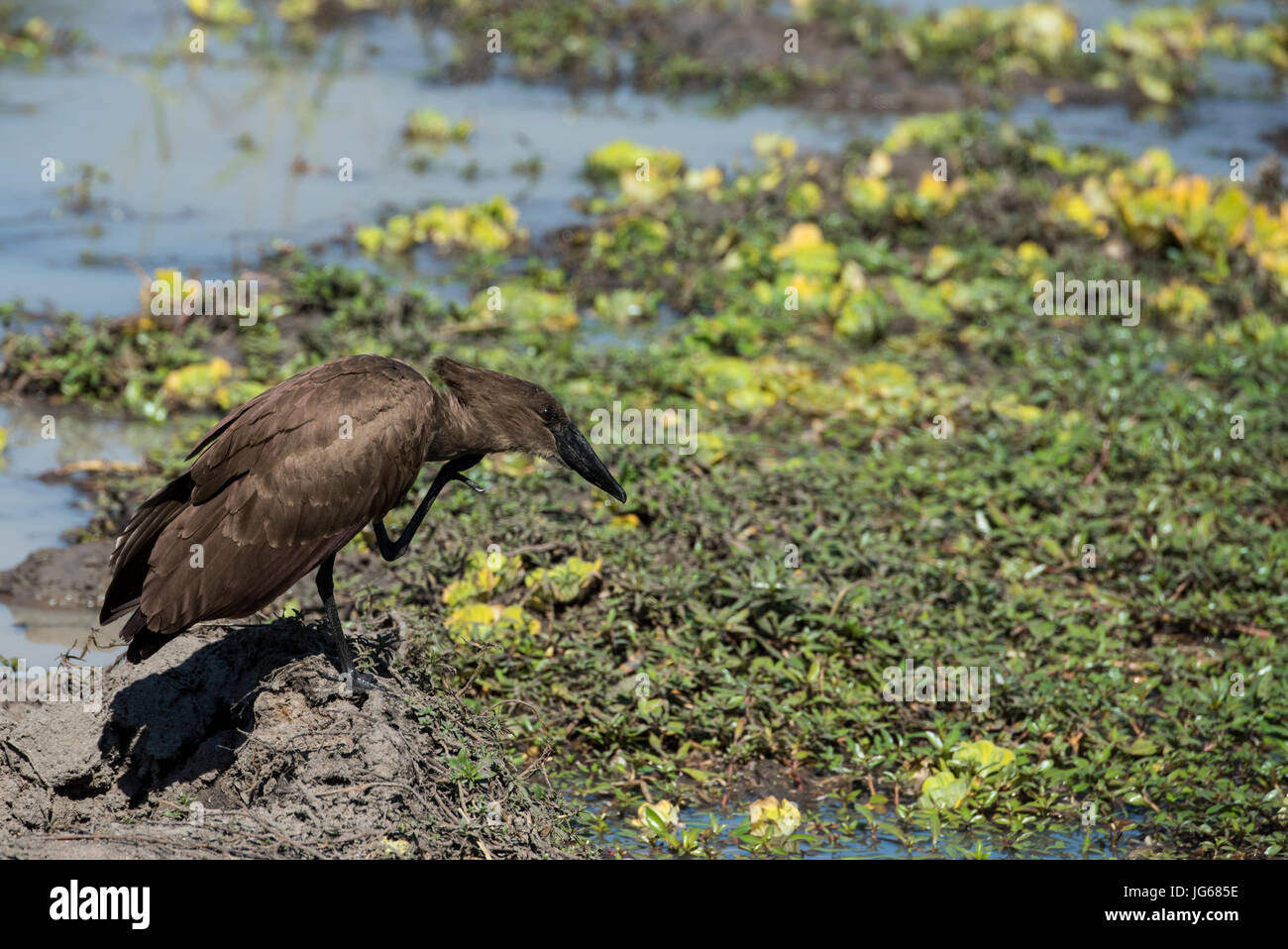 Sambia, South Luangwa Nationalpark. Schreiseeadler kleinen Weiher (WILD: Scopus Umbretta) aka Anvilhead; Hammerhai Storch; Hammerkopf; Scopus Umbretta; t Stockfoto