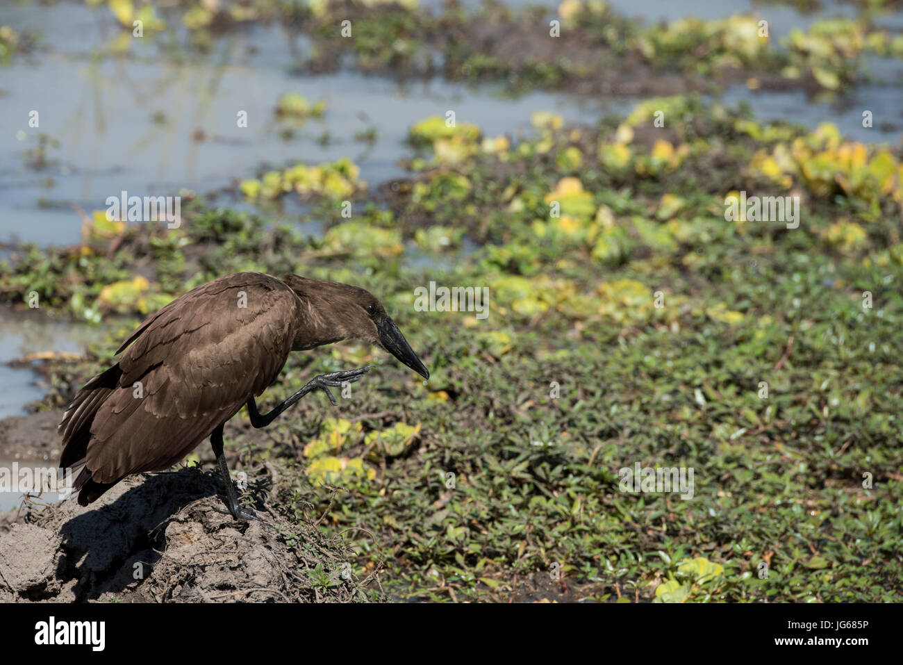 Sambia, South Luangwa Nationalpark. Schreiseeadler kleinen Weiher (WILD: Scopus Umbretta) aka Anvilhead; Hammerhai Storch; Hammerkopf; Scopus Umbretta; t Stockfoto