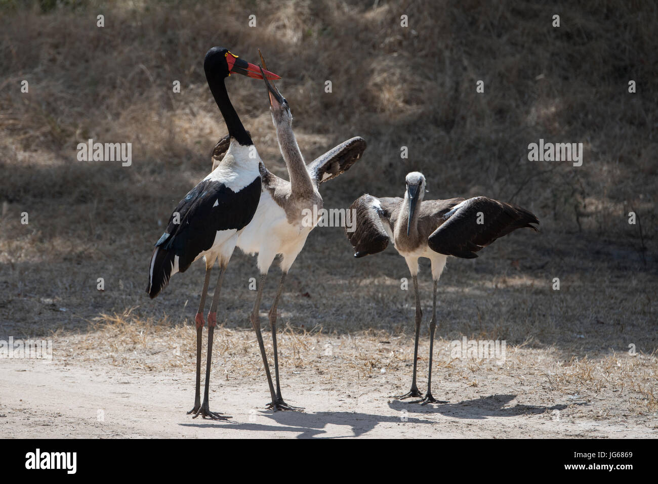 Sambia, South Luangwa Nationalpark. Sattel – abgerechnet Störchin (WILD: Nahrung Senegalensis) großer waten Vogel in der Familie Storch, Ciconiida Stockfoto