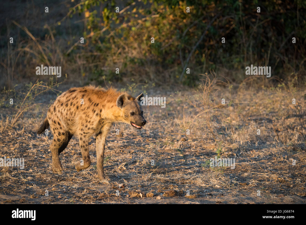 Sambia, South Luangwa Nationalpark. Gefleckte Hyäne (WILD: Crocuta Crocuta). Stockfoto