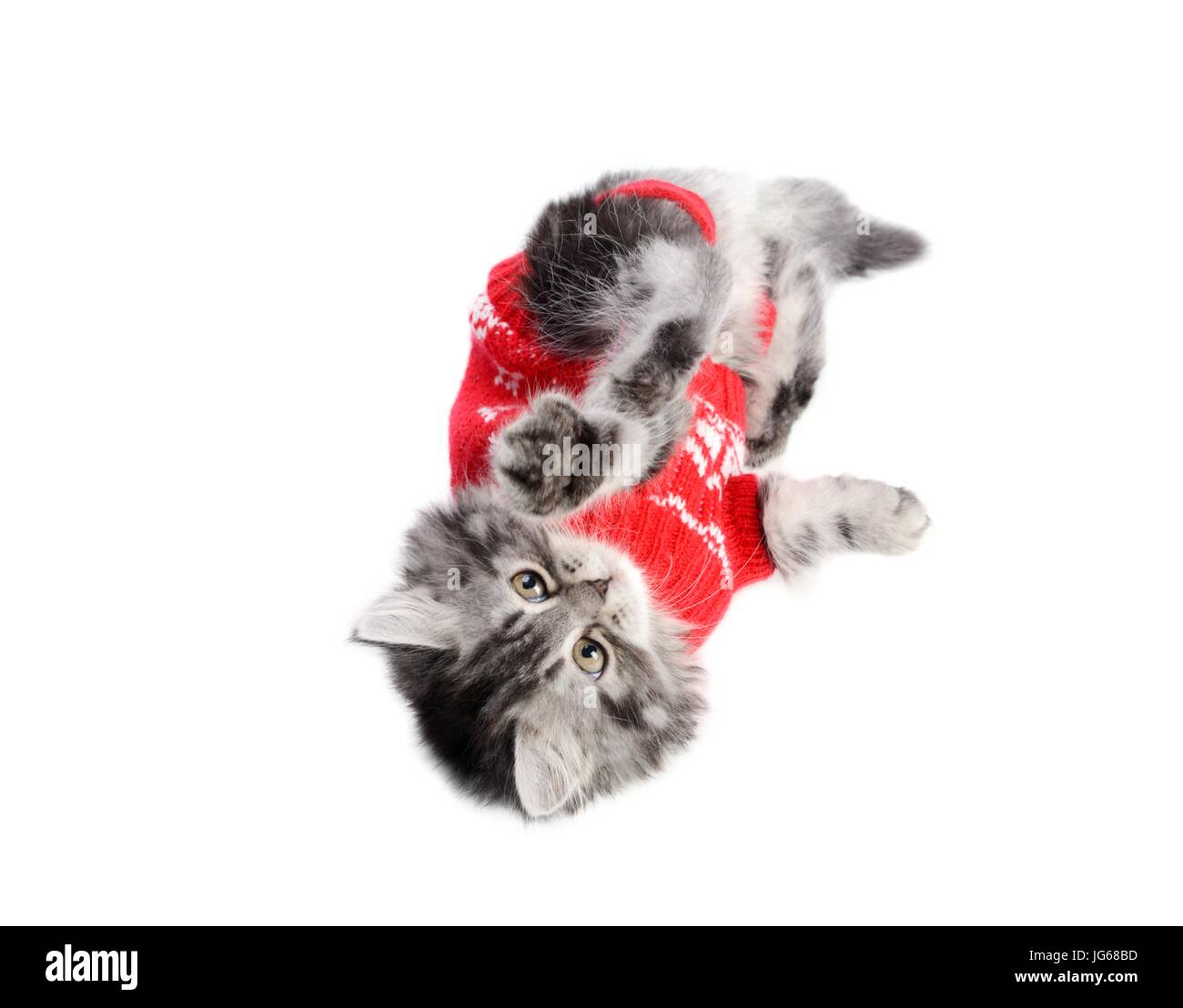 Kitty gekleidet im roten Pullover Stockfoto