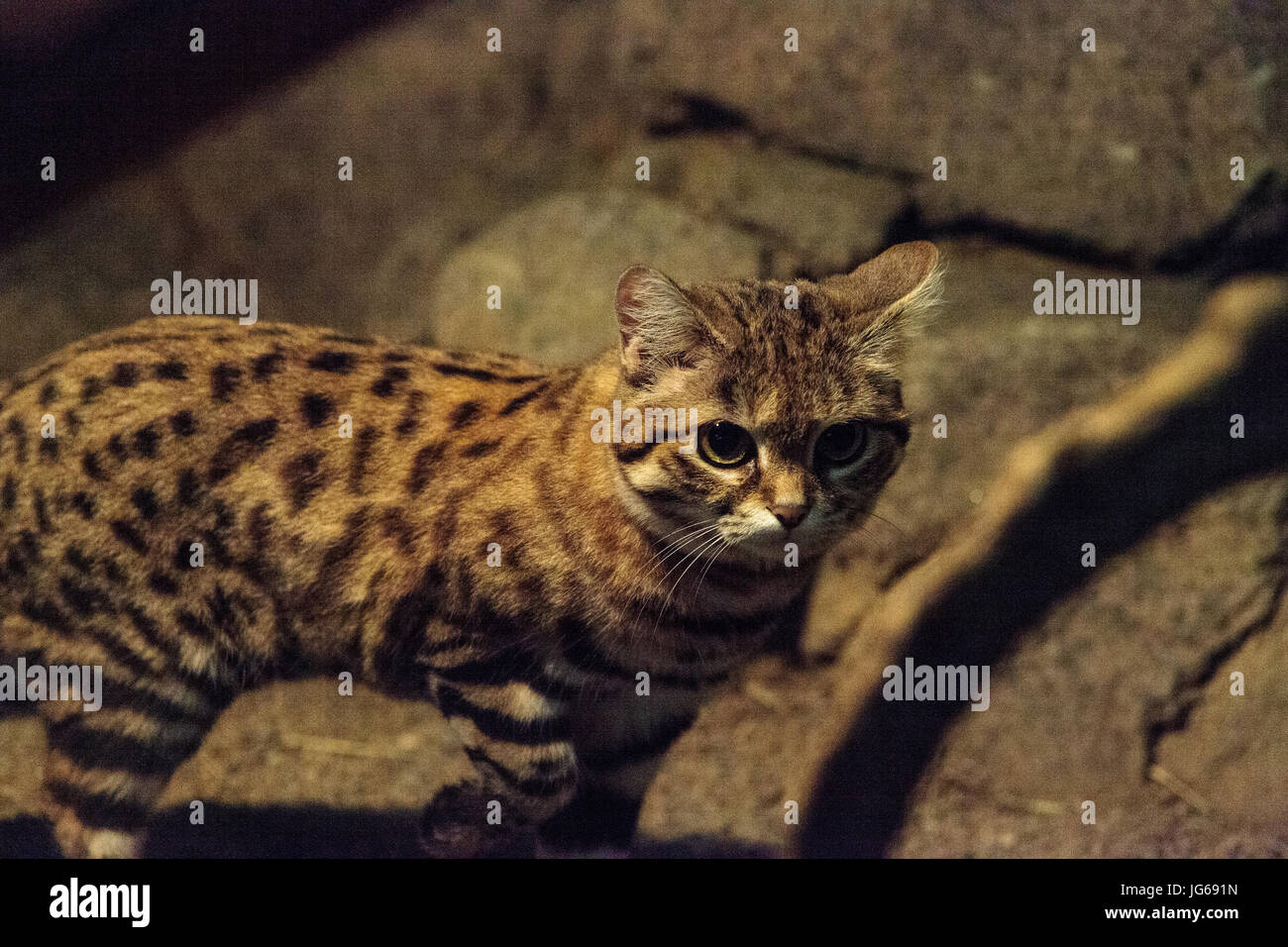 Black-footed Cat Felis Nigripes ist die kleinste Katze gefunden in Afrika Stockfoto