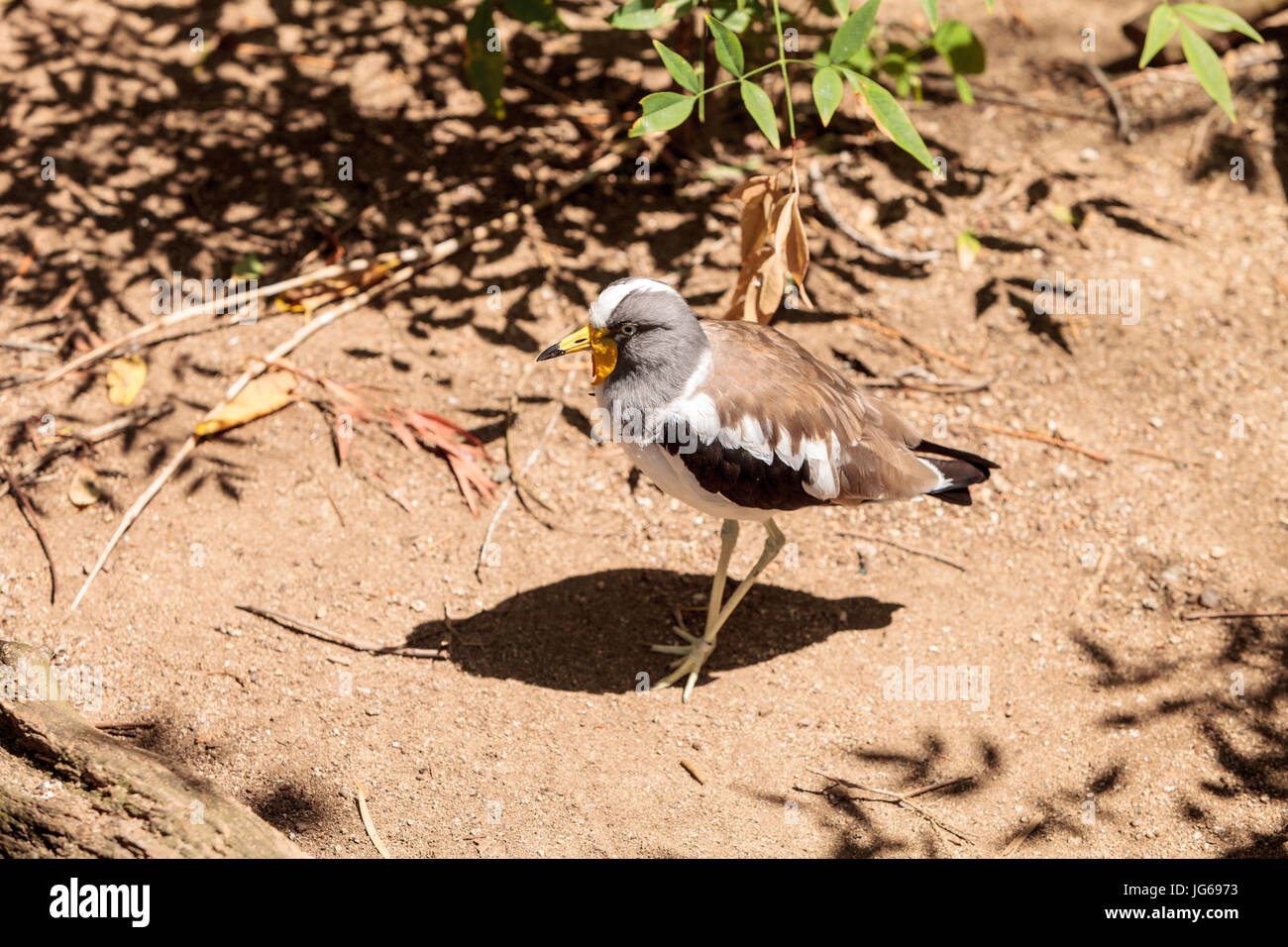 Gescheckte Kiebitz Vanellus Albiceps Sitzstangen auf einem Felsen genannt. Dieser Vogel hat gelbe Klappen an der Seite von seinem Gesicht, die von einem Hai Schnabel zu verlängern. Stockfoto