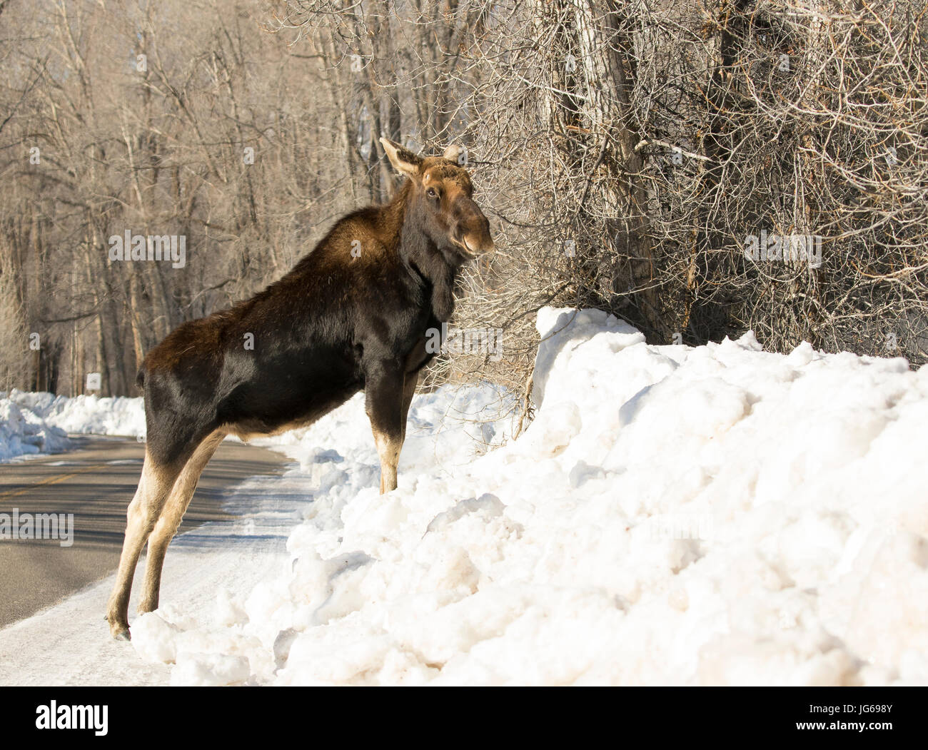 Bull Moose, ohne Geweih, am Ufer der Schnee im Winter Essen Cottonwood Knospen Stockfoto