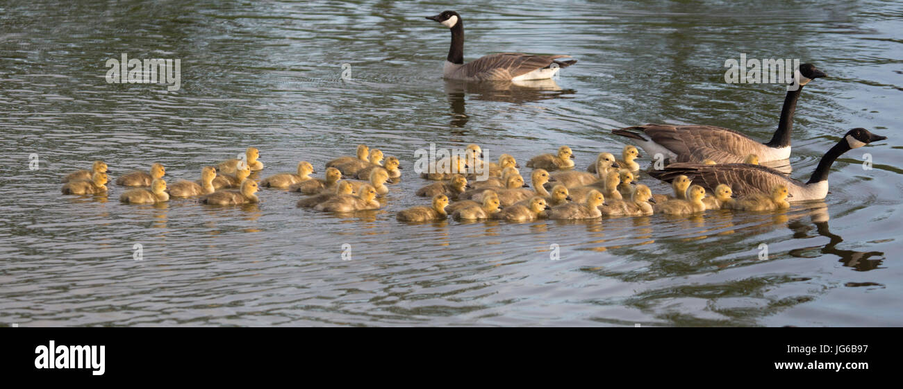 Eltern von kanadischen Gänsen, die in einem Sturmwasserbehandlungch schwimmen, mit einer Kinderkrippe junger Gänse in East Village, Calgary (Branta canadensis) Stockfoto