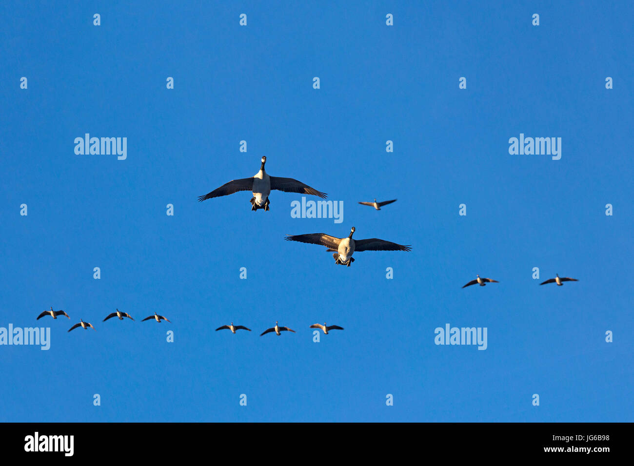 Kanadische Gänse kommen im Flug in klarem blauen Himmel. Branta canadensis Stockfoto