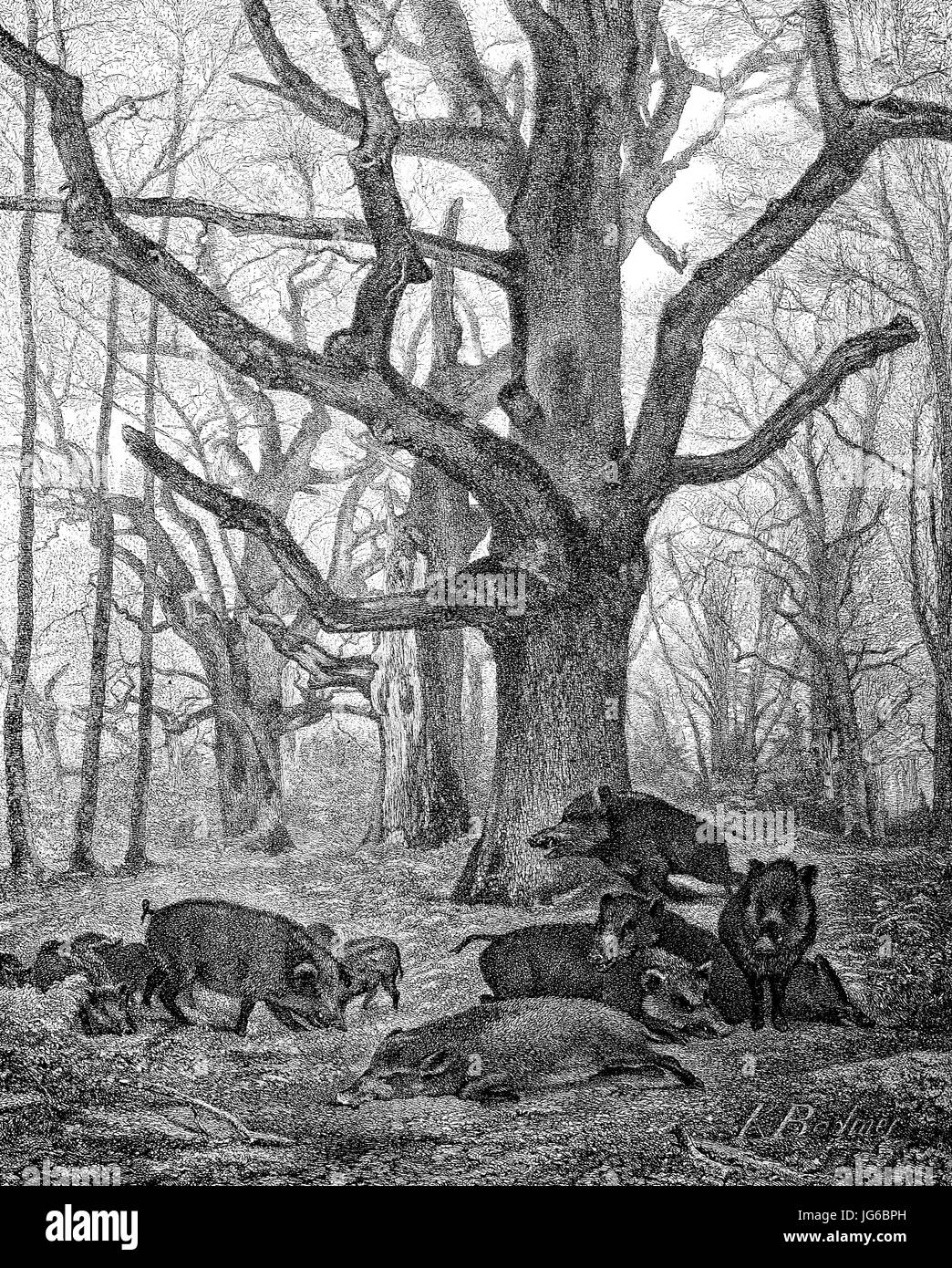 Digital verbessert:, Wildschwein, Sus Scrofa, auch die wilden Schweine oder eurasischen Wildschwein im Holz im Spätherbst, Abbildung aus dem 19. Jahrhundert Stockfoto