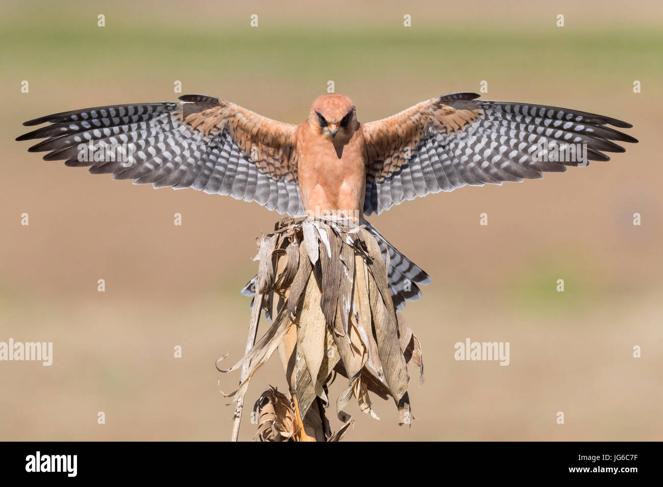 Red-footed Falcon (Falco Vespertinus), erwachsenes Weibchen auf einen Toten Maispflanze aussteigen Stockfoto